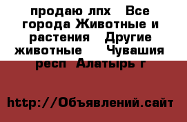 продаю лпх - Все города Животные и растения » Другие животные   . Чувашия респ.,Алатырь г.